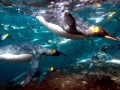 King Penguin