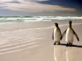 King Penguin