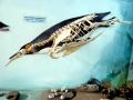 King Penguin