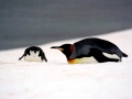 King Penguin