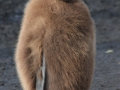 King Penguin