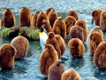 King Penguin