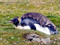 King Penguin