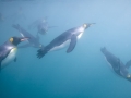King Penguin