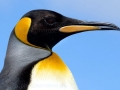 King Penguin