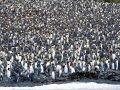 King Penguin