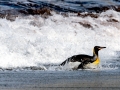 King Penguin