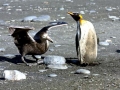 King Penguin