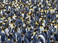 King Penguin