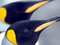 King Penguin
