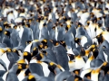 King Penguin