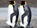 King Penguin