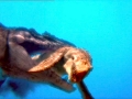 Kronosaurus