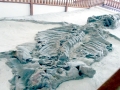 Kronosaurus