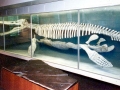 Kronosaurus