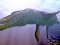 Kronosaurus