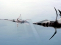 Kronosaurus