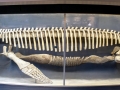 Kronosaurus