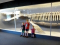 Kronosaurus