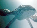 Kronosaurus