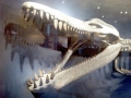 Kronosaurus