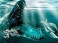 Kronosaurus