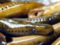 Lamprey Eel