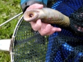 Lamprey Eel