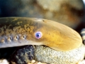 Lamprey Eel