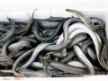 Lamprey Eel