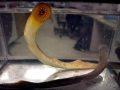 Lamprey Eel