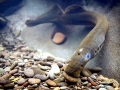 Lamprey Eel