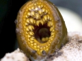 Lamprey Eel