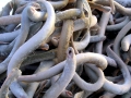 Lamprey Eel