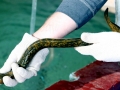 Lamprey Eel