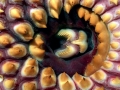 Lamprey Eel