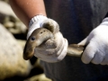 Lamprey Eel