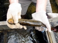 Lamprey Eel