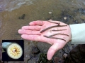 Lamprey Eel