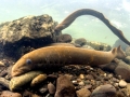 Lamprey Eel