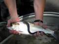 Lamprey Eel