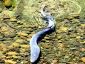 Lamprey Eel