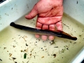 Lamprey Eel