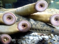 Lamprey Eel