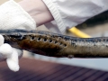 Lamprey Eel