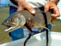 Lamprey Eel