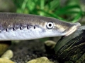 Lamprey Eel