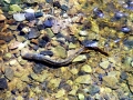 Lamprey Eel