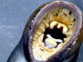 Lamprey Eel
