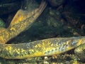 Lamprey Eel